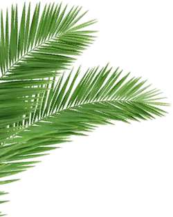 Palm City - palm leaves l